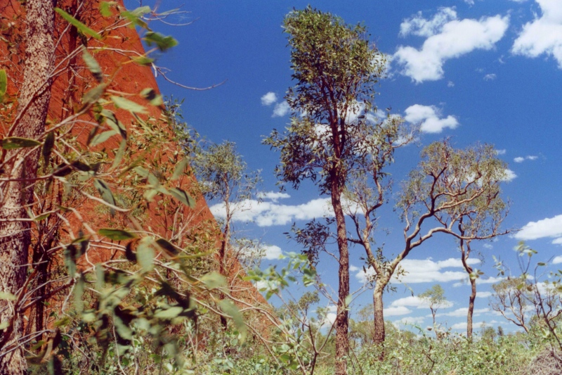 Bilder/Ferien/AUS00/australien 004.jpg